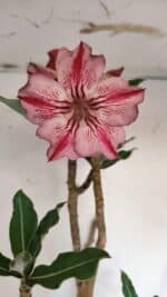 Planta Simples 3056 – 55cm – 04 anos