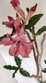 Planta Simples 3056 – 55cm – 04 anos - Imagem 4