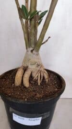 Planta Simples 3056 – 55cm – 04 anos - Imagem 5