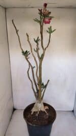 Planta Simples 3056 – 55cm – 04 anos - Imagem 7