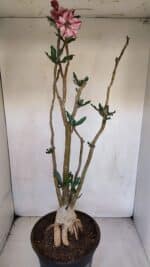 Planta Simples 3056 – 55cm – 04 anos - Imagem 6