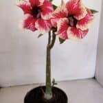 Planta Simples 3057 – 30cm – 02 anos