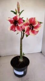 Planta Simples 3057 – 30cm – 02 anos