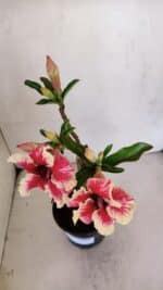 Planta Simples 3057 – 30cm – 02 anos - Imagem 3