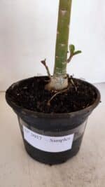 Planta Simples 3057 – 30cm – 02 anos - Imagem 6