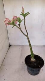 Planta Simples 3057 – 30cm – 02 anos - Imagem 5