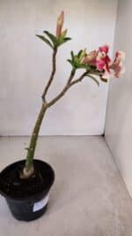 Planta Simples 3057 – 30cm – 02 anos - Imagem 4