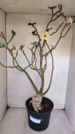 Planta Simples 3058 – 65cm – 05 anos