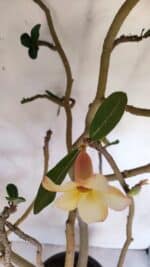 Planta Simples 3058 – 65cm – 05 anos - Imagem 5