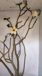 Planta Simples 3058 – 65cm – 05 anos - Imagem 10