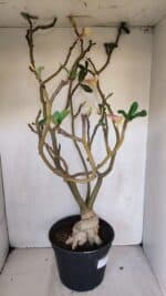 Planta Simples 3058 – 65cm – 05 anos - Imagem 9