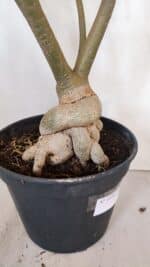 Planta Simples 3058 – 65cm – 05 anos - Imagem 8