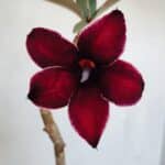 Planta Simples 3059 – 35cm – 03 anos