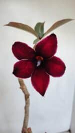 Planta Simples 3059 – 35cm – 03 anos