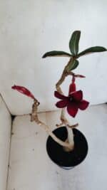 Planta Simples 3059 – 35cm – 03 anos - Imagem 4