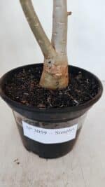 Planta Simples 3059 – 35cm – 03 anos - Imagem 6