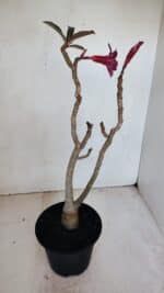 Planta Simples 3059 – 35cm – 03 anos - Imagem 5