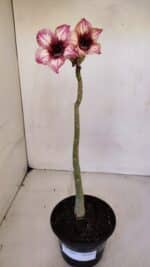 Planta Simples 3060 – 30cm – 02 anos - Imagem 2