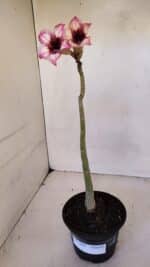 Planta Simples 3060 – 30cm – 02 anos - Imagem 7