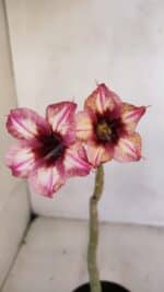 Planta Simples 3060 – 30cm – 02 anos - Imagem 4