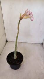 Planta Simples 3060 – 30cm – 02 anos - Imagem 5