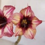 Planta Simples 3060 – 30cm – 02 anos