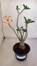 Planta Simples 3061 – 30cm – 03 anos - Imagem 2