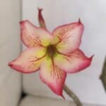 Planta Simples 3061 – 30cm – 03 anos