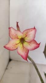 Planta Simples 3061 – 30cm – 03 anos