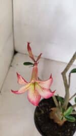 Planta Simples 3061 – 30cm – 03 anos - Imagem 4