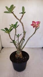 Planta Simples 3061 – 30cm – 03 anos - Imagem 5