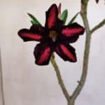 Planta Simples 3062 – 35cm – 03 anos