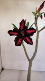 Planta Simples 3062 – 35cm – 03 anos