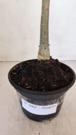 Planta Simples 3062 – 35cm – 03 anos - Imagem 6