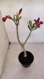 Planta Simples 3062 – 35cm – 03 anos - Imagem 5