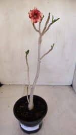 Planta Simples 3063 – 35cm – 03 anos - Imagem 2