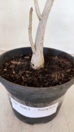 Planta Simples 3063 – 35cm – 03 anos - Imagem 7