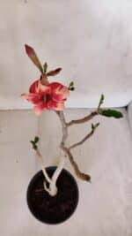 Planta Simples 3063 – 35cm – 03 anos - Imagem 4