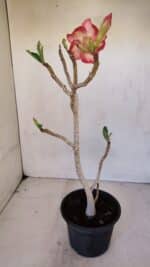 Planta Simples 3063 – 35cm – 03 anos - Imagem 6