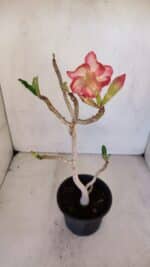 Planta Simples 3063 – 35cm – 03 anos - Imagem 5