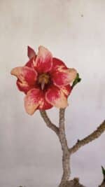 Planta Simples 3063 – 35cm – 03 anos