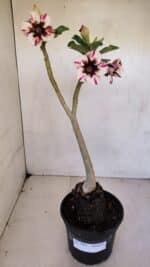 Planta Simples 3064 – 35cm – 03 anos - Imagem 2