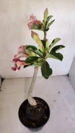 Planta Simples 3064 – 35cm – 03 anos - Imagem 7