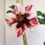 Planta Simples 3064 – 35cm – 03 anos