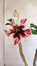 Planta Simples 3064 – 35cm – 03 anos