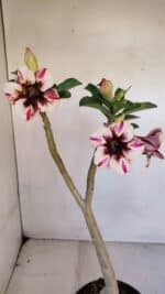 Planta Simples 3064 – 35cm – 03 anos - Imagem 4