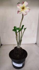 Planta Simples 3066 – 30cm – 02 anos - Imagem 2