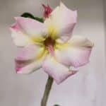 Planta Simples 3066 – 30cm – 02 anos