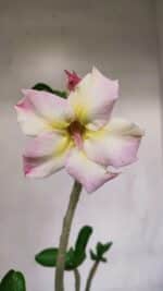 Planta Simples 3066 – 30cm – 02 anos