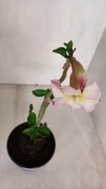 Planta Simples 3066 – 30cm – 02 anos - Imagem 4